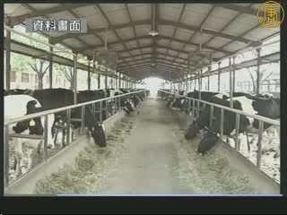 中國毒奶粉事件令奶農損失慘重