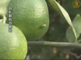 蛆蟲事件影響 中國柑農損失慘重