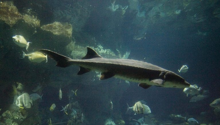 香港海洋公園又死一尾中華鱘