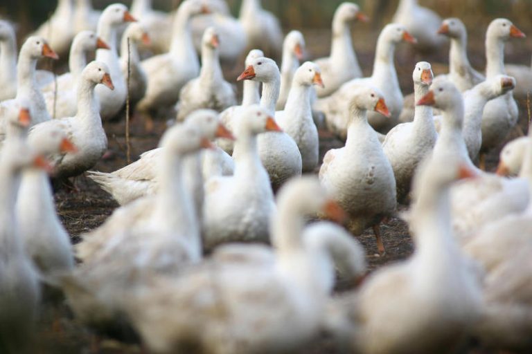 香港死禽檢驗 呈H5N1型禽流感病毒
