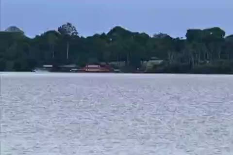 馬來西亞渡假村為瀕危猩猩提供避風港