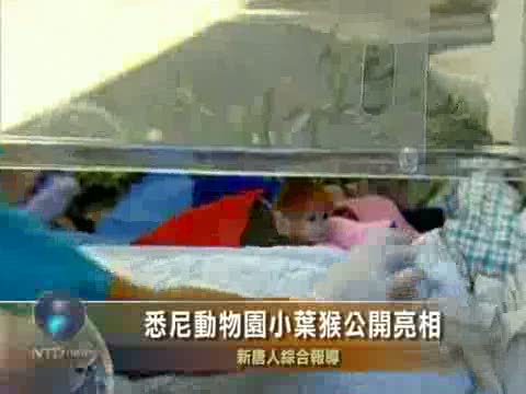悉尼動物園小葉猴公開亮相