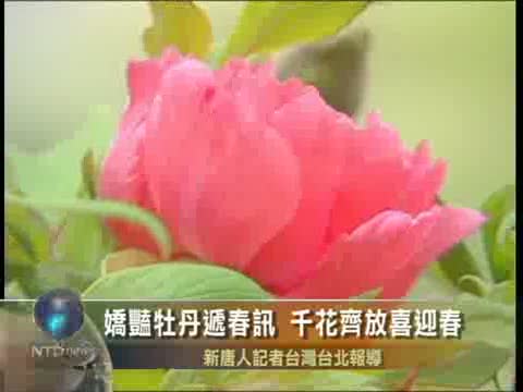 嬌豔牡丹遞春訊 千花齊放喜迎春