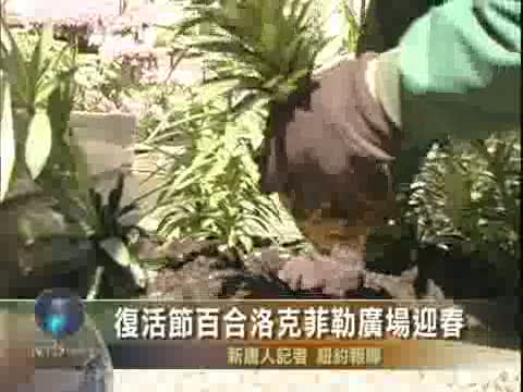 復活節百合洛克菲勒廣場迎春
