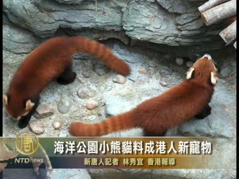 海洋公園小熊貓料成港人新寵物