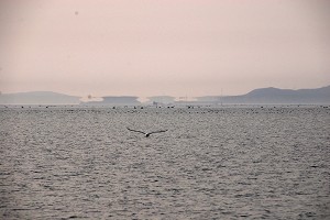 山東蓬萊現罕見海滋景觀