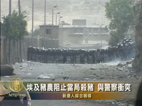 埃及豬農阻止當局殺豬  與警察衝突