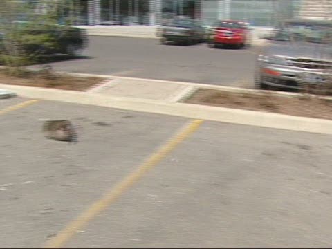 加拿大鵝回國安居樂業