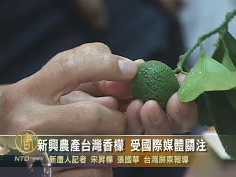 新興農產台灣香檬 受國際媒體關注