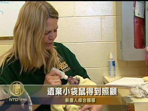 遺棄小袋鼠得到照顧