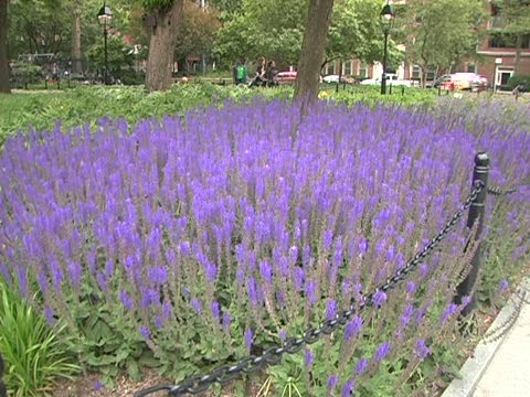 華盛頓廣場公園修整一新正式開放