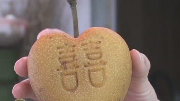 心型水梨有LOVE  創意造型受歡迎