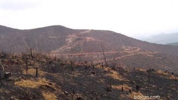 桂林藤縣第一高山峰被毀林(圖)