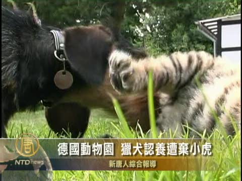 德國動物園 獵犬認養遭棄小虎