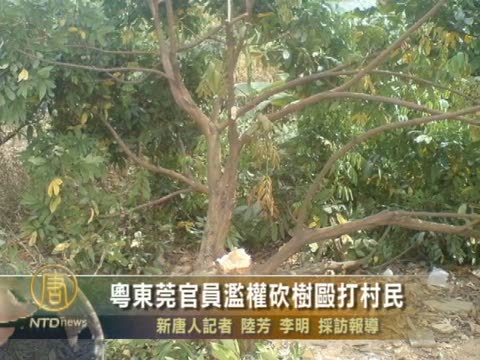 粵東莞官員濫權砍樹毆打村民