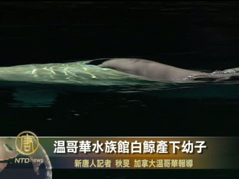 溫哥華水族館白鯨產下幼子