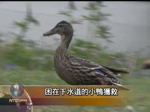 困在下水道的小鴨獲救