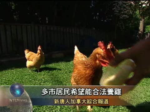 多市居民希望能合法養雞