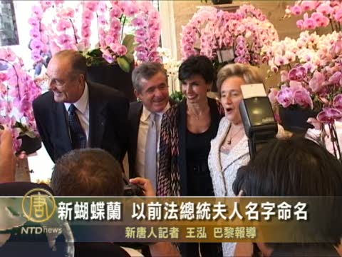 新款臺蝴蝶蘭 以前法國總統夫人名字命名