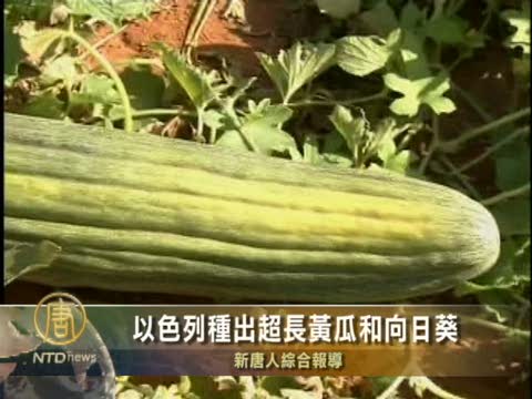 以色列種出超長黃瓜和向日葵