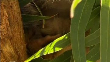 澳洲動物園出生罕見雙胞無尾熊