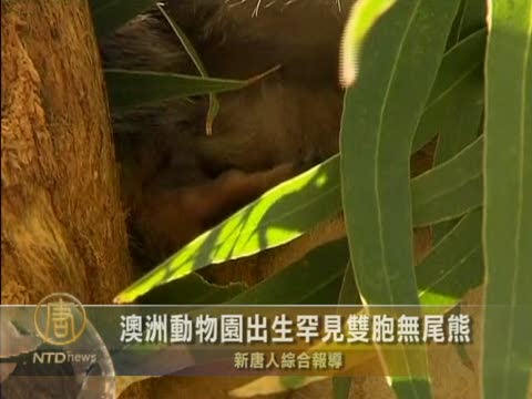 澳洲動物園出生罕見雙胞無尾熊