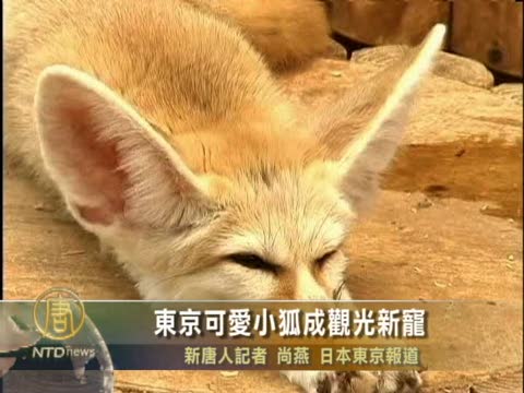 東京可愛小狐成觀光新寵