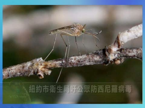 紐約市衛生局籲公眾防西尼羅病毒