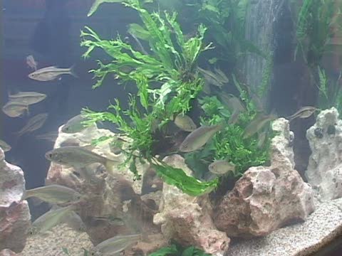 台灣水試所：復育淡水魚成果展出