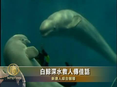 白鯨深水救人傳佳話