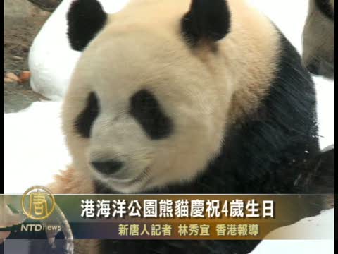 港海洋公園熊貓慶祝4歲生日