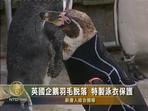英國企鵝羽毛脫落 特製泳衣保護