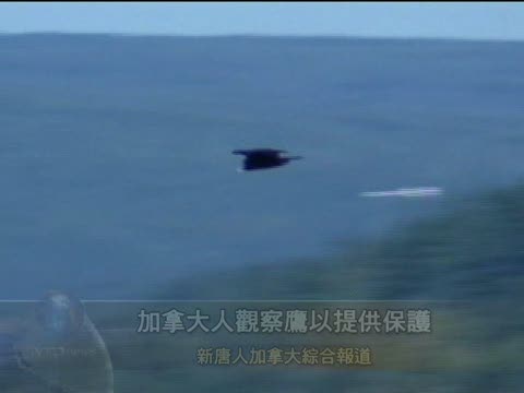 加拿大人觀察鷹以提供保護