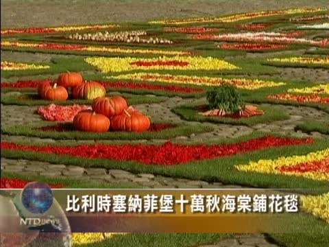 十萬秋海棠 比利時花毯蔬菜點綴