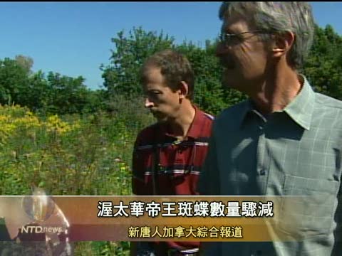 渥太華帝王斑蝶數量驟減