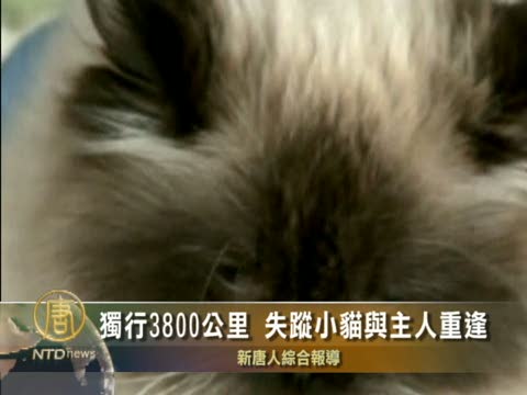 獨行3800公里 失蹤小貓與主人重逢