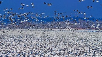 视频：百万雪雁迁徙 场面壮观如漫天雪花