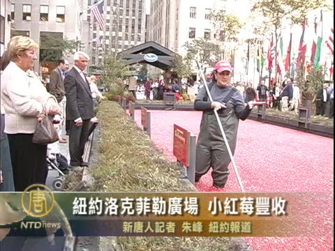 洛克菲勒廣場見識小紅莓豐收