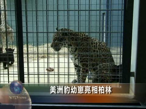 美洲豹幼崽亮相柏林