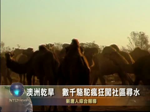澳洲乾旱  數千駱駝瘋狂闖社區尋水