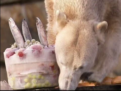 德國明星熊克努特慶祝三歲生日