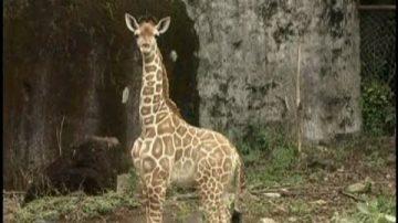 印尼野生動物園歡迎長頸鹿寶寶