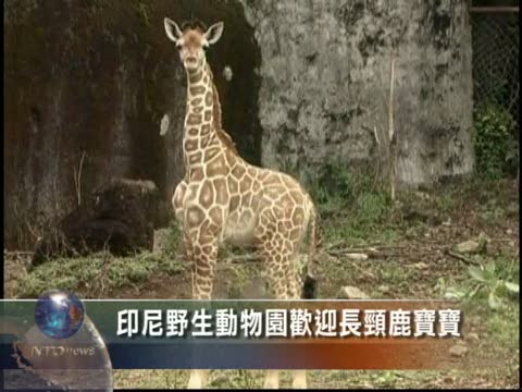 印尼野生動物園歡迎長頸鹿寶寶