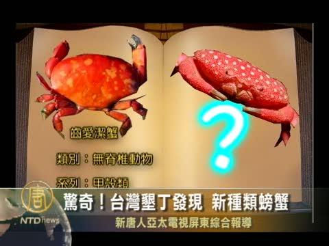 驚奇！台灣墾丁發現新種類螃蟹