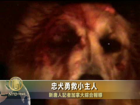 忠犬勇救小主人