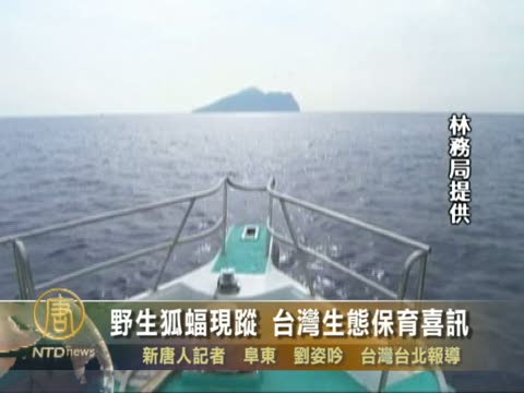 野生狐蝠現蹤 台灣生態保育喜訊