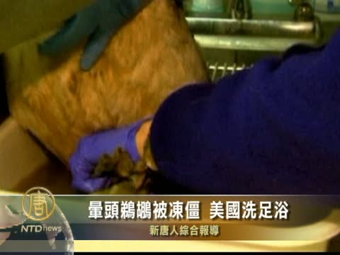 暈頭鵜鶘被凍殭 美國洗足浴