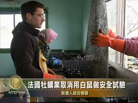 法國牡蠣業取消用白鼠做安全試驗