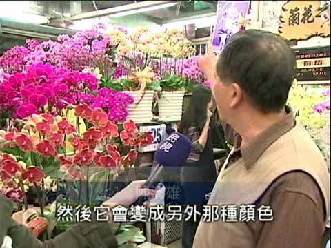 變色蝴蝶蘭 開出兩種花色