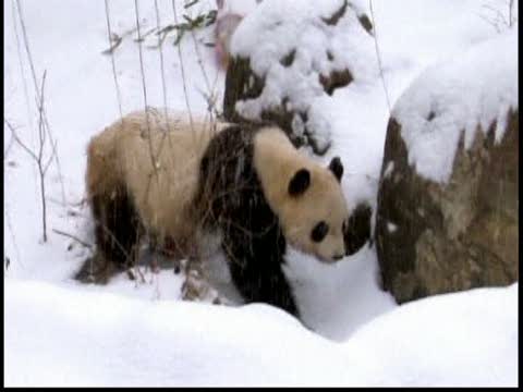 兩隻在美出生熊貓即將啟程去中國